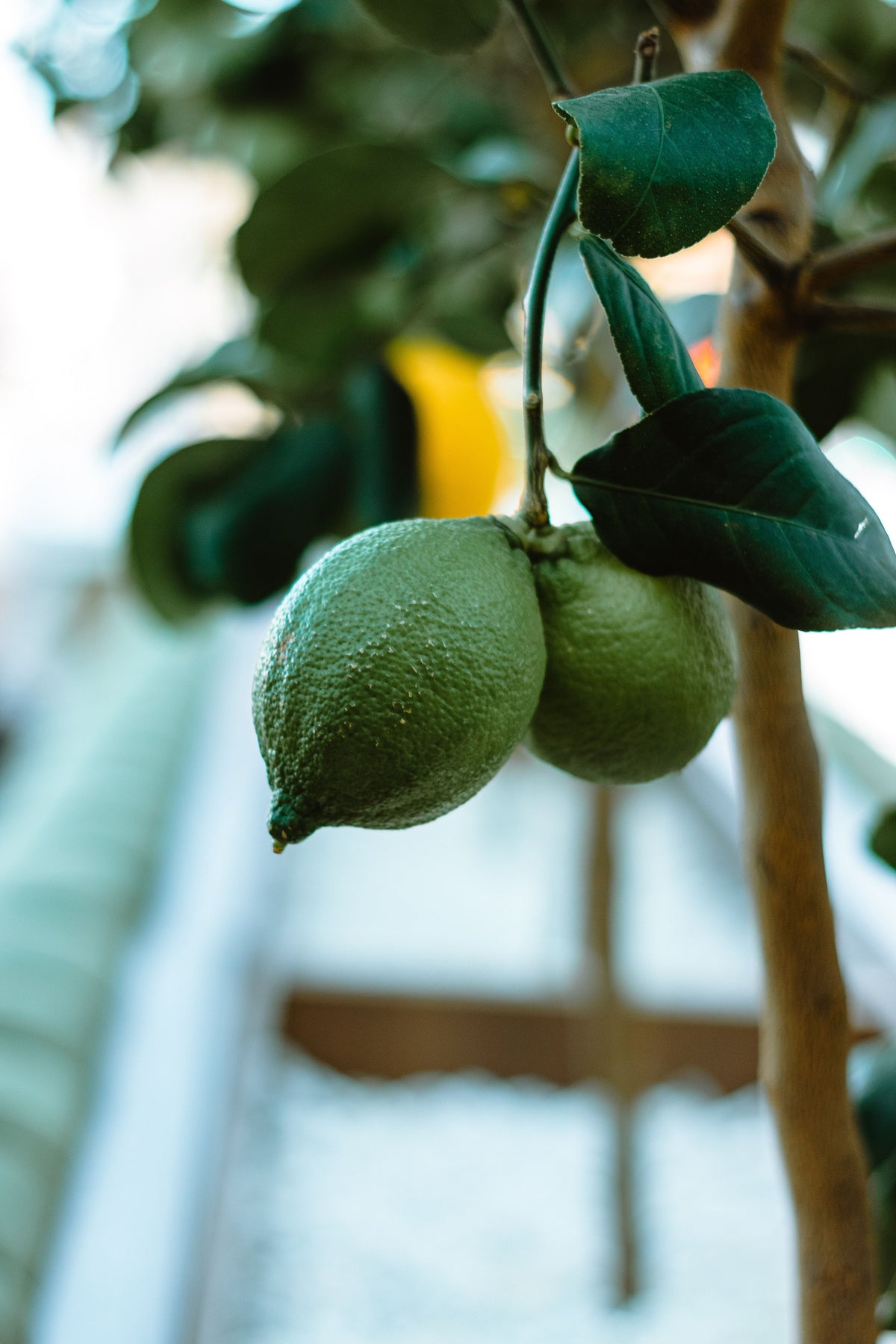 Photo — citrons et embruns
