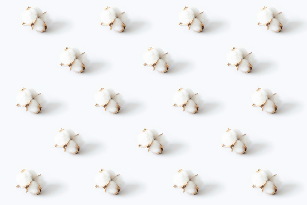 Fleurs de coton blanches sur fond blanc