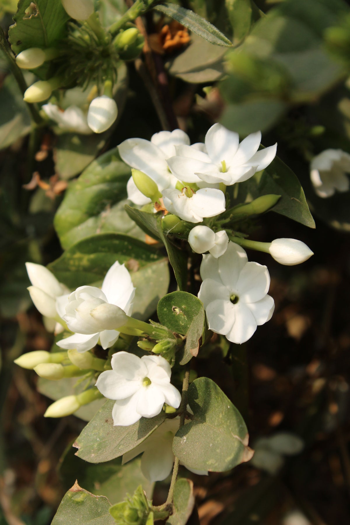 Photo — fleurs de Grasse