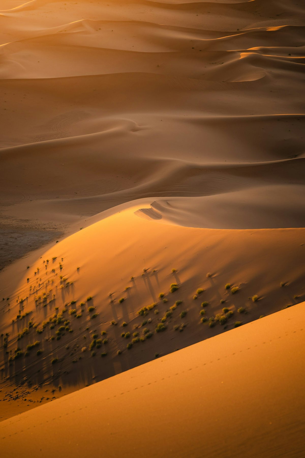 Dunes de sable du désert dorées au lever du soleil